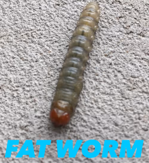 Item #361794936562334952328901045848393969360551784406456248044550194136101159912 Media