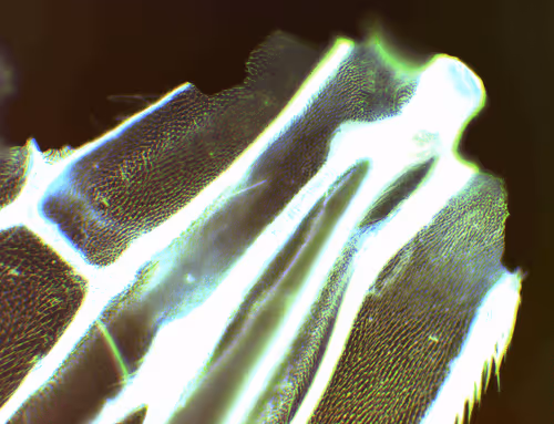 Item #71646257518770613568983710813551014237803002136866425209291833807491261530113 Media