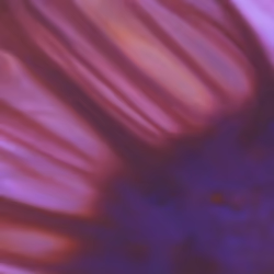 Hazed