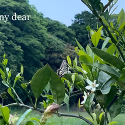 Swallowtail butterfly #9 揚羽蝶