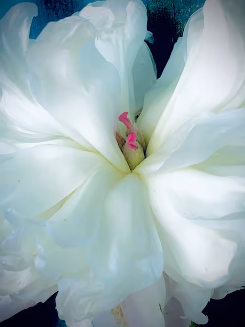 Item #57454491023137916107007493201948815472587961712729591816545853671890283921409 Media