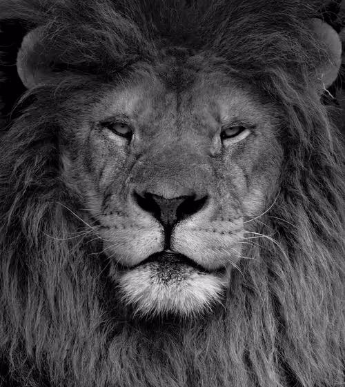 Item #85955388142285062869828990216405336068460184295828337420708341242044014919681 Media