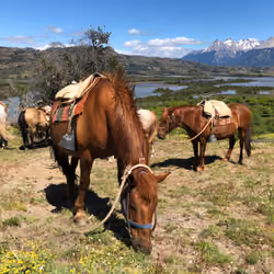 Patagonia horses