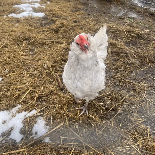 Chick Chickens