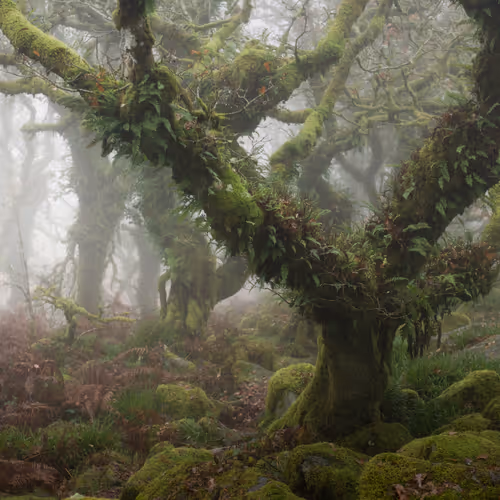 MYSTICAL LXV (ENCHANTED)