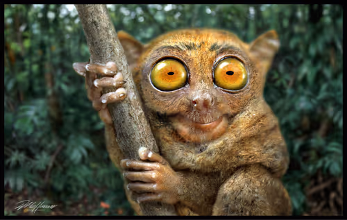 Item #112280900407348234598530071602106356031440772635574246505740645940259259940865 Media