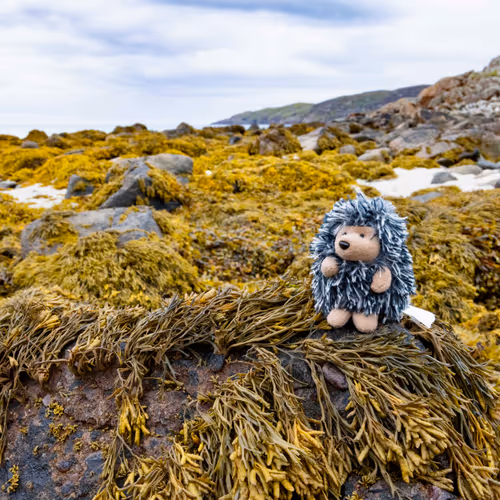 Porcupines Adventures
