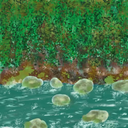 Rippling flow