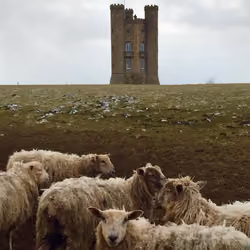 A Sheep's Paradise