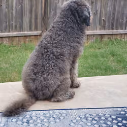 Backyard Doodle! #2