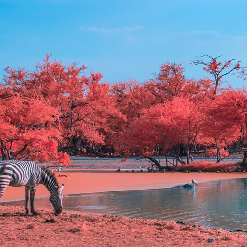 Safari #02