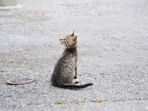 Item #55455677318123595031509472603724202920888355633279889545160944728210126405633 Media