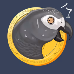 African Grey #01