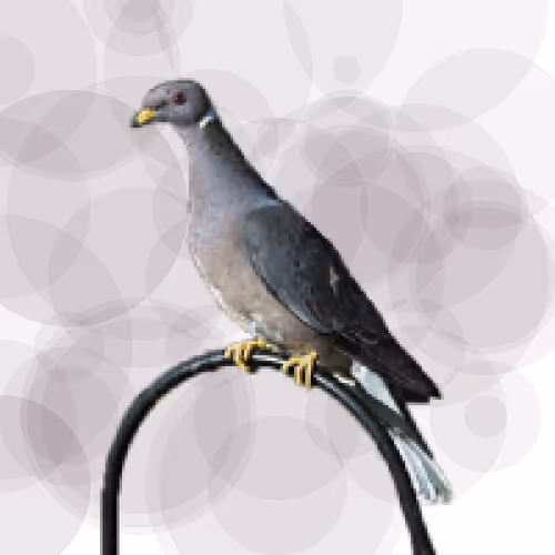 Item #44224140947385297080294490486331546758837636797201957936873602909839214772225 Media