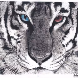 Tiger heterochromia