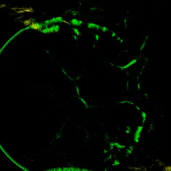 51929734946411346289540790635765095060363125039145709683616697249716194246657