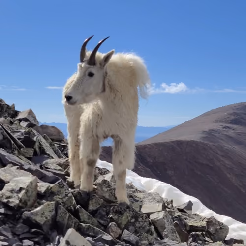 Be a Goat 