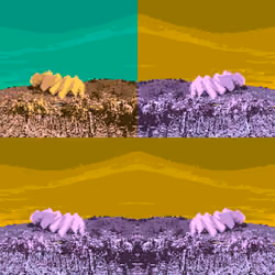 NFTREE_mirror