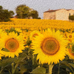 Sunflowers