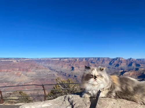 Item #88063557034118437660925886446302507819426649905583175627315428970704001826817 Media