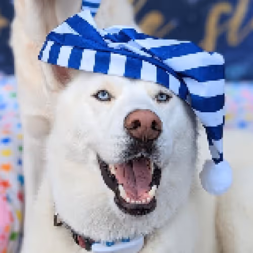 Item #17635803375648012338610213380030160191715370757553255260744606407410229182465 Media