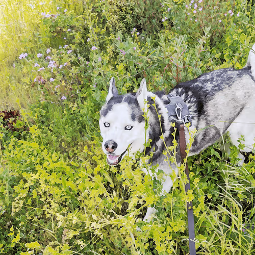 Handsome Husky