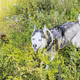 Handsome Husky