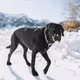 A dogs life with us