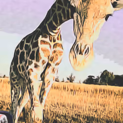 Sweet Giraffe #18