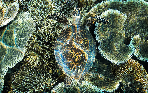 Item #19423020084367329247398987968940063498648581298497549755803292995870846353418 Media