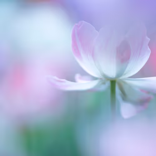 Tulip#23