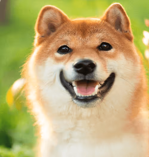 Item #34470142884482375674331152583341387110725961593908059002011227378424106451044 Media