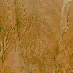 Dried flowers