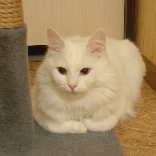 Item #763224073280193224173041358155125596503139434424356380946212137670388219905 Media