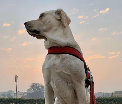 Item #15532899968090296081387331745087807801402078004122881791895799665341981786113 Media