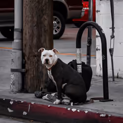 Houseless Pup