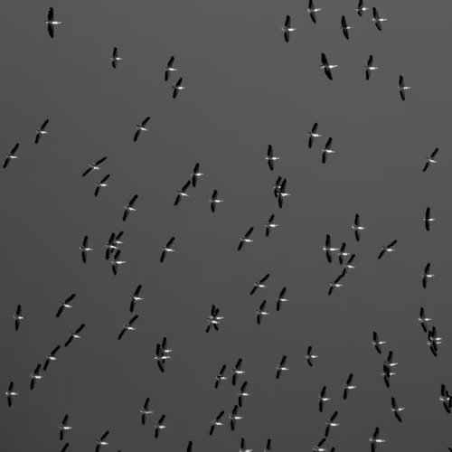 Downside Up Birds