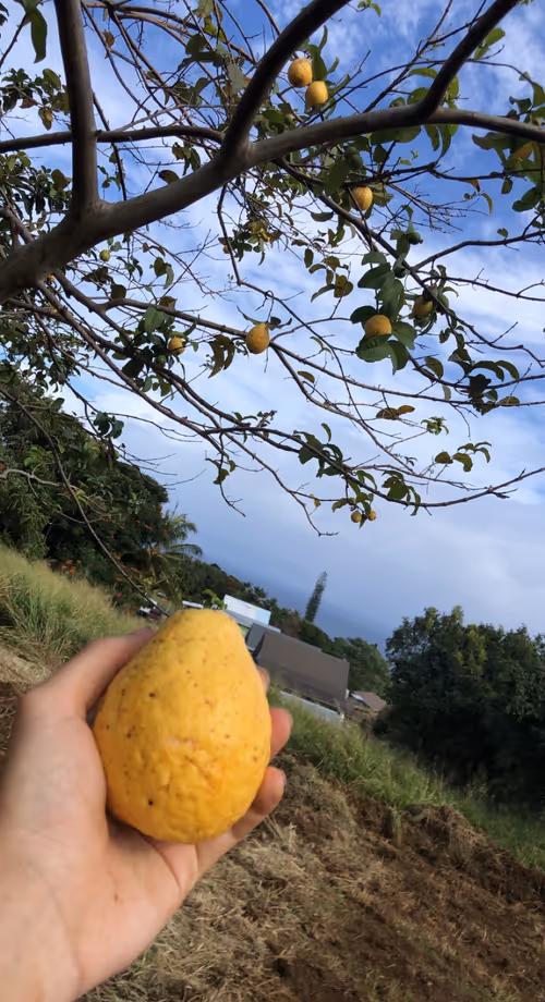 Item #111384347419130010131898734196272882001680551158239169533315207282282016538625 Media