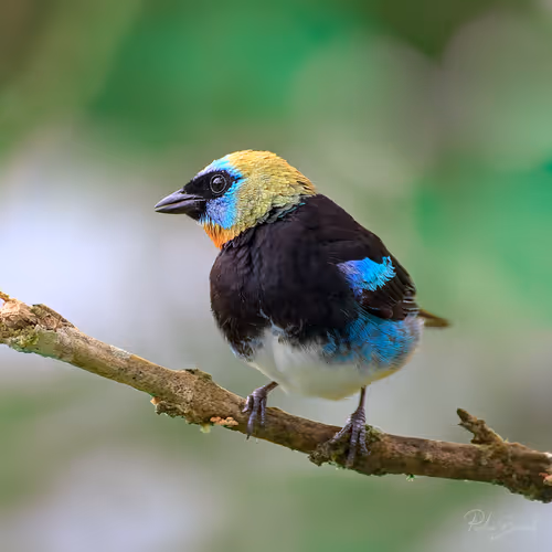 Item #76723362783280478533997952640177478162370392864243199552253501695315236880385 Media