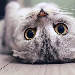 Cat Rules #8