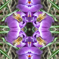 bee on crocus