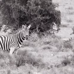 Africas Wild Pleasures #13