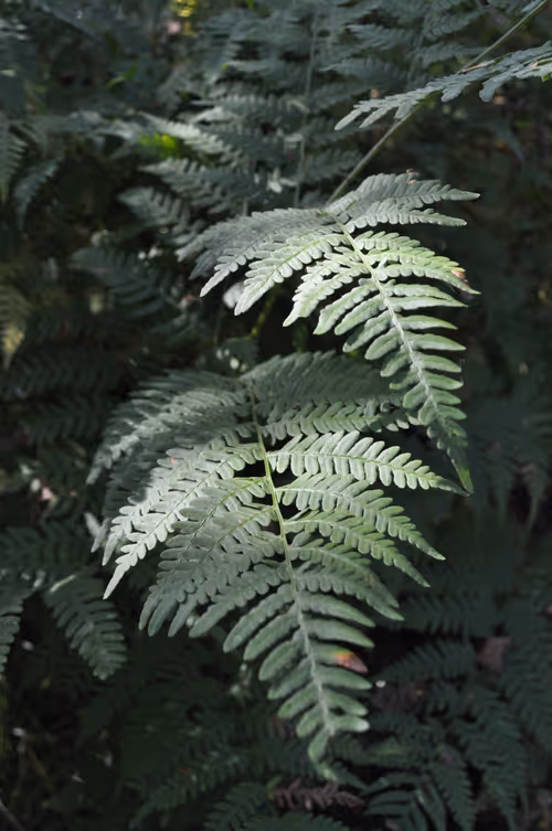 Item #101426067168456299143937339553149324000020213380678368810473940524232586821633 Media