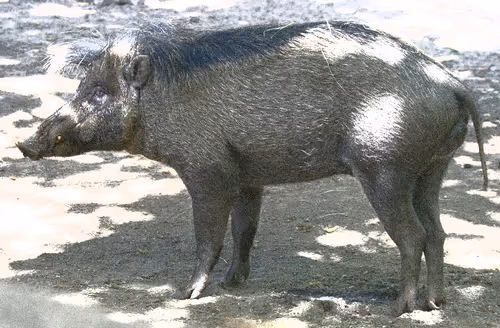 Item #95619151568614802974454947629602672965769746893472874508208249382403657695233 Media