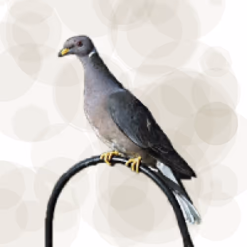 Item #44224140947385297080294490486331546758837636797201957936873602934028470583297 Media