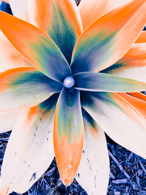 Item #27434377377013038178664737441891876800279773627045091571206927182481632264193 Media