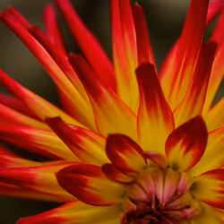 Firecracker