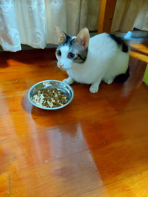 Item #99936926881834722245494880846447902772970396691943269501904837334096744022017 Media