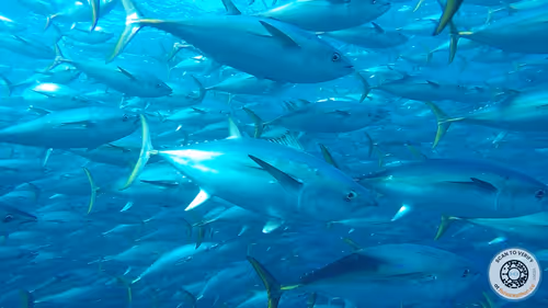 Item #75409383365909662742797353960547032942445262958910293626622653919712023412737 Media