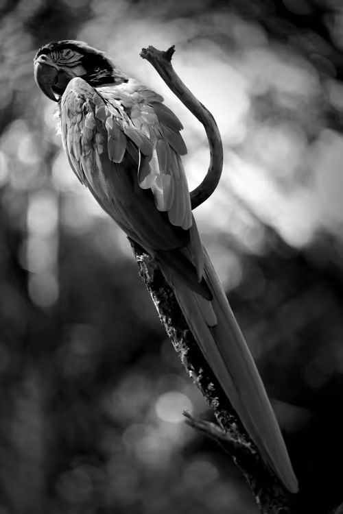 Item #97299197670576688169135242576959850036431919373710156993917717244514907717633 Media